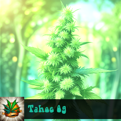 Tahoe OG Marijuana Seeds