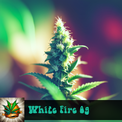 White Fire OG Marijuana Seeds