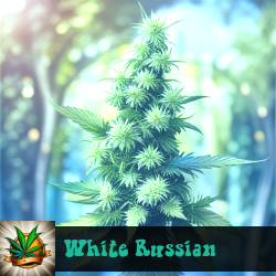 White Russian Seeds For Sale