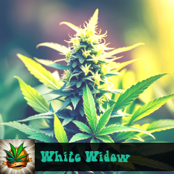 White Widow Seeds For Sale