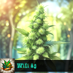 Wifi OG Marijuana Seeds